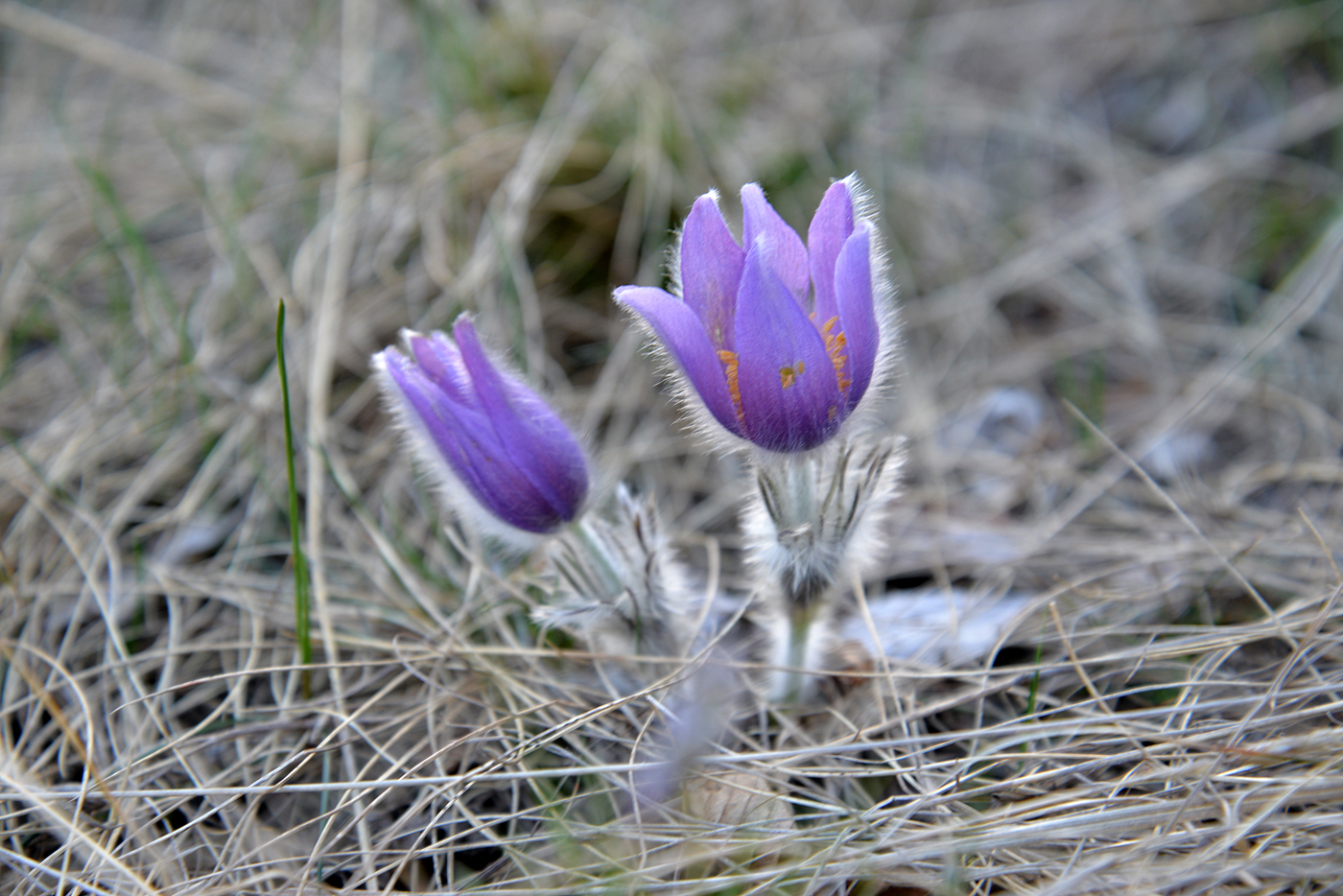  Spring tenderness